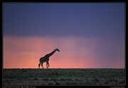 Kenya 2026